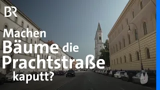 Stadtbegrünung vs. Architektur: Wie viel Grün verträgt die Prachtstraße? | Capriccio | BR