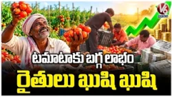 Adilabad Tomato Farmers Earn Huge Profits Through Cultivation | V6 News