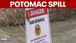 Potomac River sewage spill hits local oyster industry hard
