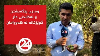 وەرزی پێگەیشتن و تەکاندنی دار گوێزکانە لە هەورامان