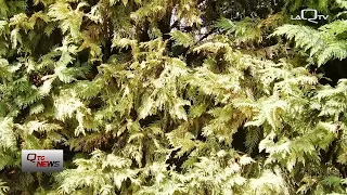 Alba Adriatica (TE): Pine trees at risk from mealybug infestation