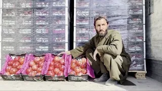 Kandahar exports 294,000 tons of fruit over past year|کندهار بیش از ۲۹۰ هزار تُن میوه صادر کرده است