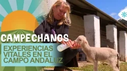 0000056384___campechanos-10222026_1500_0000