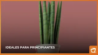 ¿No tienes tiempo? Estas plantas son fáciles de cuidar