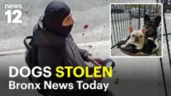 Bronx News Today: French bulldogs stolen, GWB shooting arrest, federal agents seen in Marble Hill