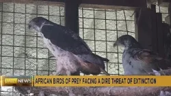 Les oiseaux de proie d'Afrique menacés d'extinction