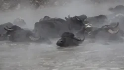 Turquia: búfalos de água relaxam em termas naturais sob frio extremo