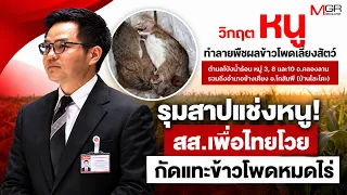 Villagers Curse Rats! Pheu Thai MP Rages Over Crop Destruction (Footage)