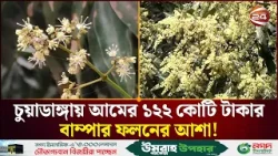 চুয়াডাঙ্গায় ১২২ কোটি টাকার উৎপাদন সম্ভাবনা | Mango | Agriculture | Farming | Channel 24