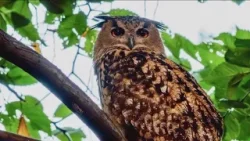 Beloved NYC celebrity owl Flaco dies