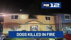Two dogs die after apartment fire in Vancouver Two dogs die after apartment fire in Vancouver