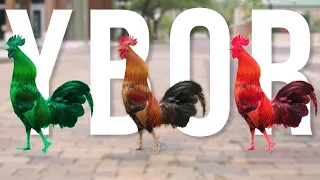 Why Did The Ybor Chicken Cross The Road?