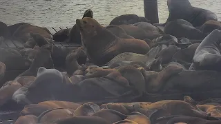 Massive Steller sea lion seen sunbathing at San Francisco's Pier 39