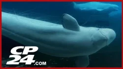 Sixth mammal dies after rescue from Marineland