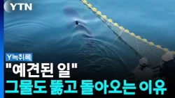 "예견된 일"...부캉이, 그물까지 뚫고 돌아오는 이유 [Y녹취록] / YTN