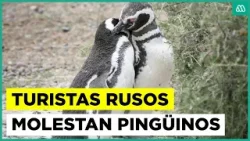 Turistas rusos denunciados ahora molestan pingüinos