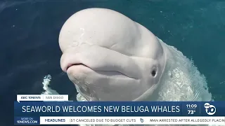 SeaWorld San Diego welcomes 3 beluga whales rescued from closed Canadian marine park