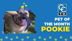 Pet of the Month: Pookie