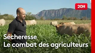 Sécheresse : Comment les agriculteurs réinventent leurs cultures