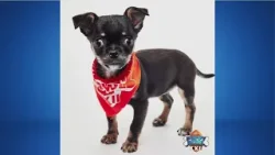 Sacramento dog Gold Nugget heads to Puppy Bowl 22