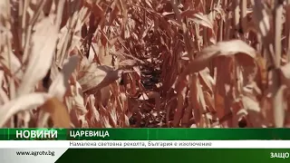 ЦАРЕВИЦА: Намалена световна реколта, България е изключение