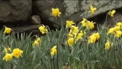 Весенние прогулки по Коннектикуту: найдите свое счастливое место среди полей нарциссов на ферме Х...