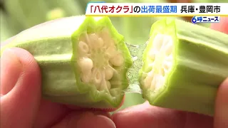 An "octagonal" cross-section and twice as thick!? "Yashiro Okra," an extra-large, fleshy yet tend...