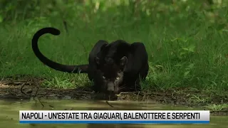 Specie a rischio: a Napoli nasce Parthenope, cucciola di giaguaro nero