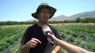 Kale'de Çilek Hasadı Sürüyor