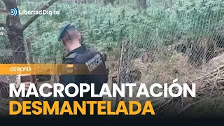 La Guardia Civil desarticula una macroplantación de marihuana en Gerona