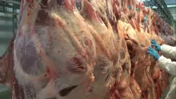 Mercado do boi gordo atravessa fase de valorização e deve seguir firme no Brasil