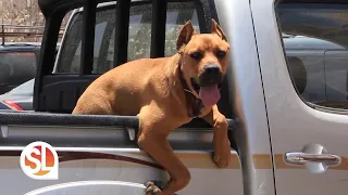 Know the warning signs of heat illness in your pet