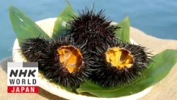 Sea Urchin - Trails to Oishii Tokyo