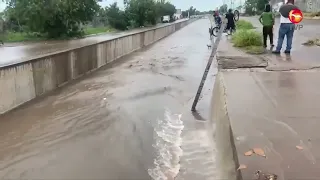 Puppy rescued from canal in Culiacán