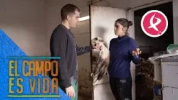 Esther y su hermano Chema desinfectan la nave con cal | El campo es vida