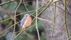 Drukte in het park (Natuurlijk! 19-01-2026)