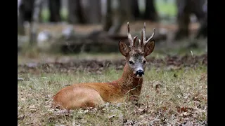 Roe deer hunting: a game of finesse and strategy | Hunters of Lances