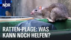 Ratten und Müll: Wie Anwohner gegen das Ungeziefer kämpfen | Doku | NDR Story