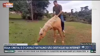 Image of the Day: Cristal the mare and Natalino the horse are internet sensations