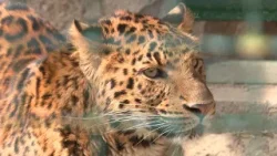 Új szerelem és új lakók az állatkertben