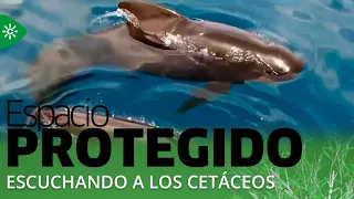 Protected Area | Listening to the cetaceans