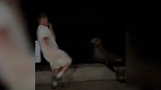 San Diego man pleads guilty to attacking protected sea lion