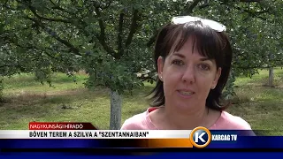 BŐVEN TEREM A SZILVA A ”SZENTANNAIBAN”