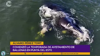 Álvaro Pérez Tort | Whale Watching (Whales UY)