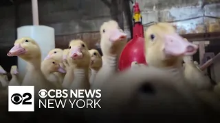 Determination leads to reopening of Long Island's last remaining duck farm