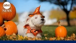 How to keep pets safe on Halloween