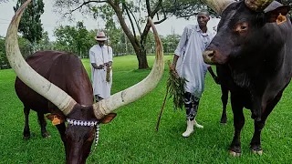 Rwanda: The Royal Cows, a Symbol of Nobility and Prestige