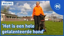Deze herders uit Hoogkerk doen mee aan het WK Hollandse Honden