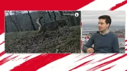 Lupi, volpi e caprioli: le immagini della loro vita nei boschi della Liguria