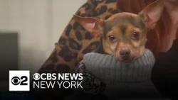 Furry Friend Finder: Meet Barnaby